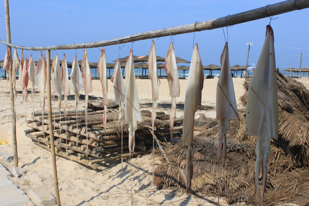 Cách phơi mực khô ngon ngọt | Hải sản Khánh Hòa