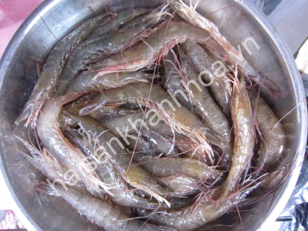 tôm đất